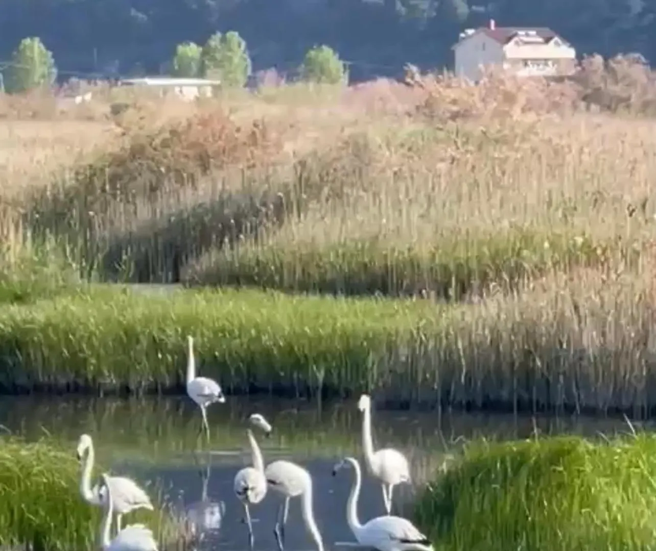 View Of Flamingos Appartement Shëngjin